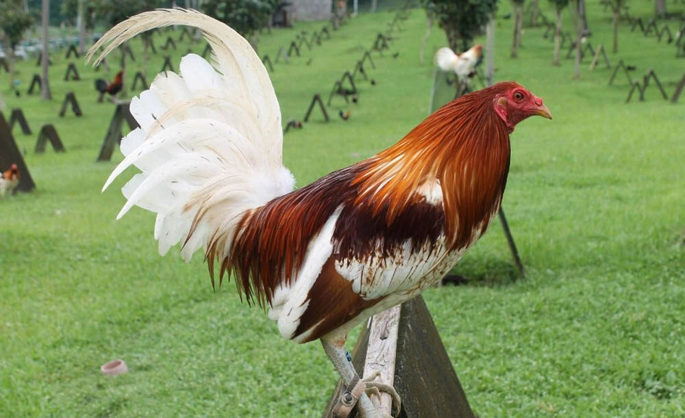 Các giai đoạn chính trong cách nuôi gà đá tới pin