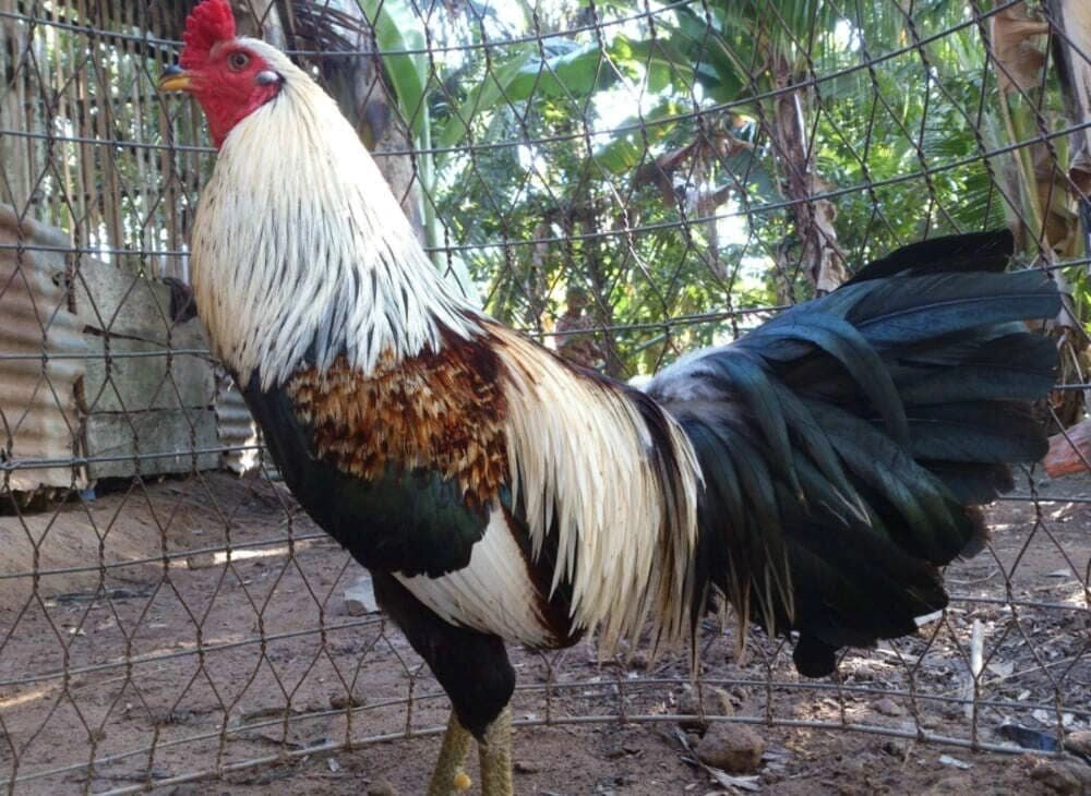 Cách chọn tướng gà đá hay Sv88