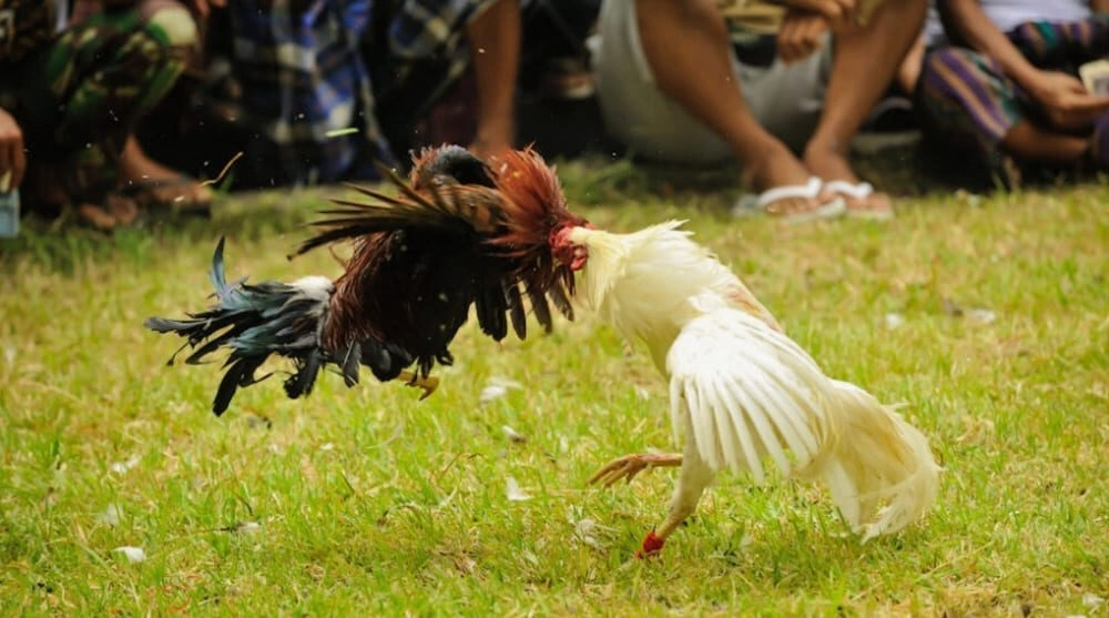 Cách nhận biết đòn lối gà chọi qua tướng gà