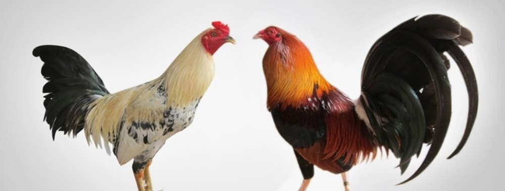 Cách Nhận Biết Gà Đá Hay | Bí Kíp Chọn Gà Chọi Sv88