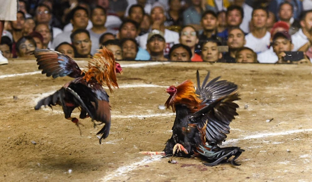 Cách Nuôi Gà Đá Chân Mạnh | Chiến Đấu Siêu Hiệu Quả