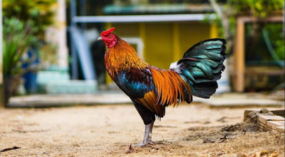 Cách Nuôi Gà Đá Tới Pin | Cách Giúp Gà Vững Tinh Thần