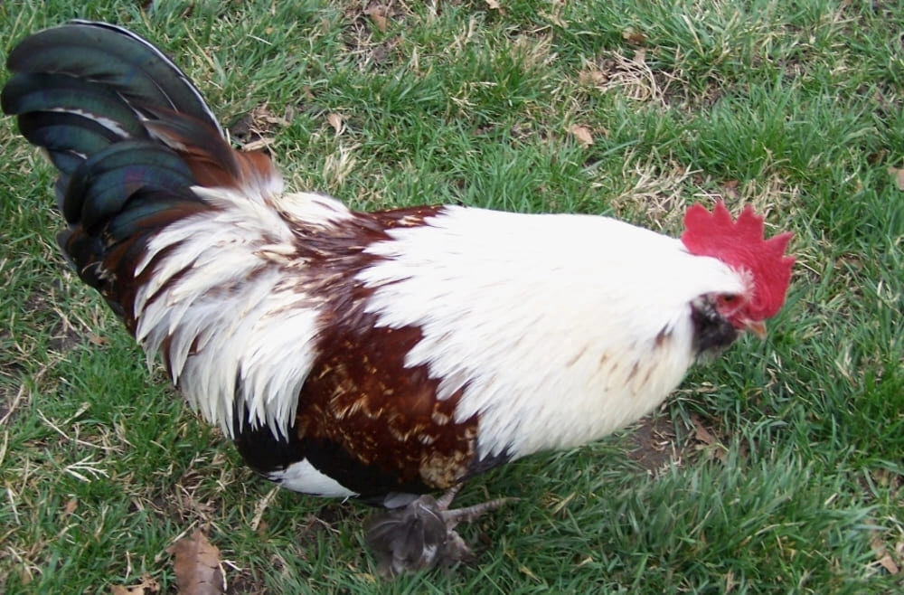 Cách xem lườn, lưng gà đá hay