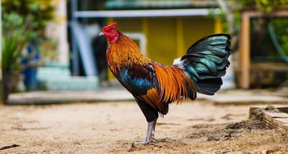 Chế độ dinh dưỡng để cách nuôi gà đá Sv88