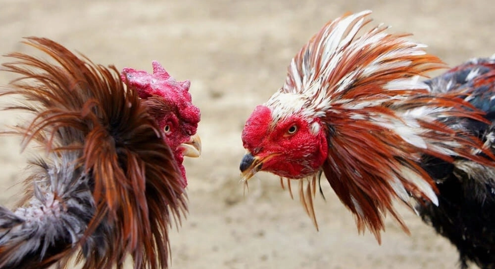 Chi Tiết Cách Nuôi Gà Đá Sv88 | Cách Giúp Gà Đá Điêu Luyện