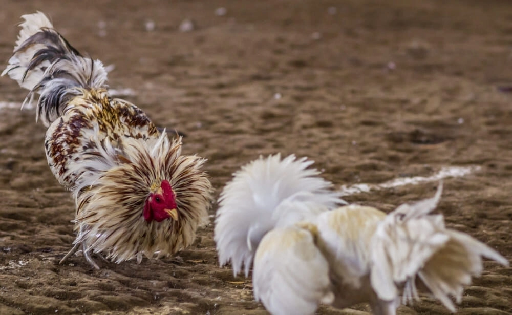 Kỹ thuật vào nghệ và quần sương dãi nắng