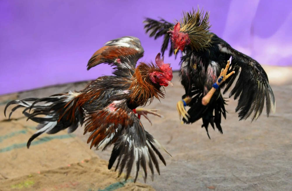 Lưu ý trong cách chọn gà đá cựa sắt hay