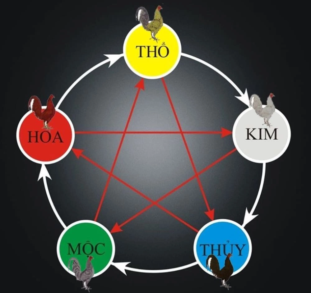 Mạng Gà Là Gì | Cách Xem Màu Mạng Gà Đá Chi Tiết Sv88