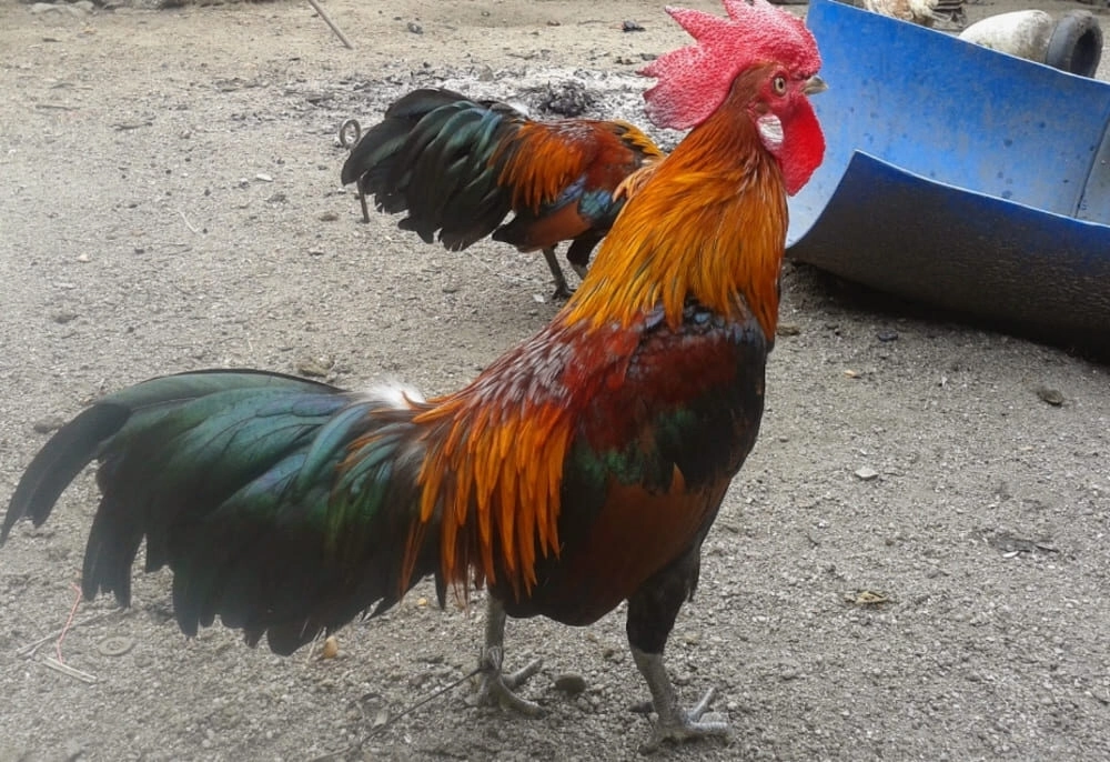 Một số các giống gà đá hay có ẩn tướng, bí tướng