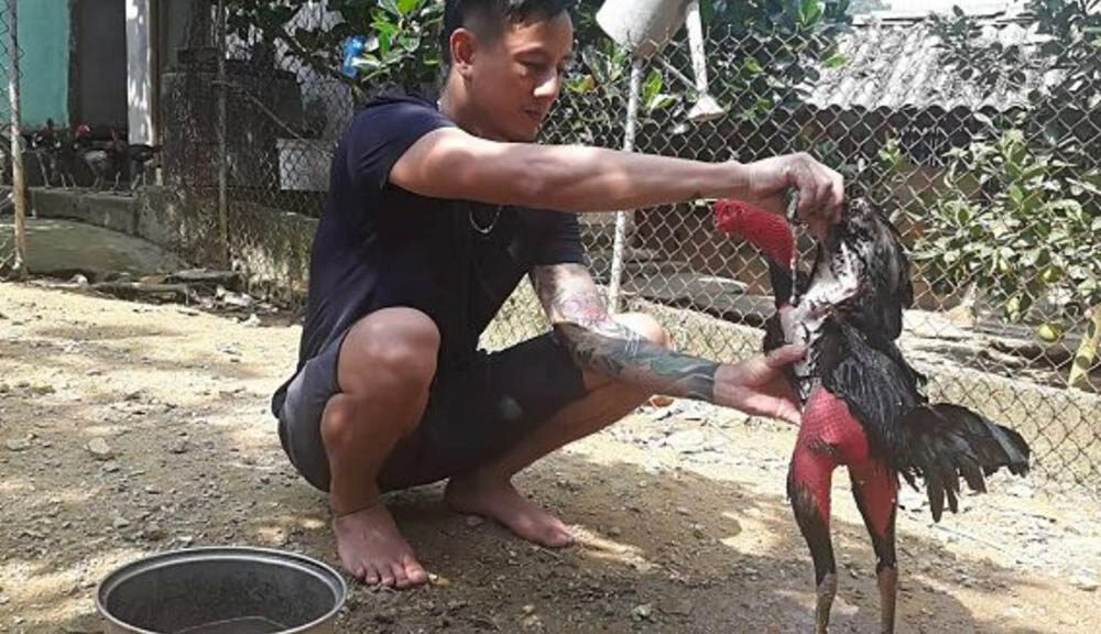 Một số lưu ý khi triển khai cách nuôi gà đá tới pin