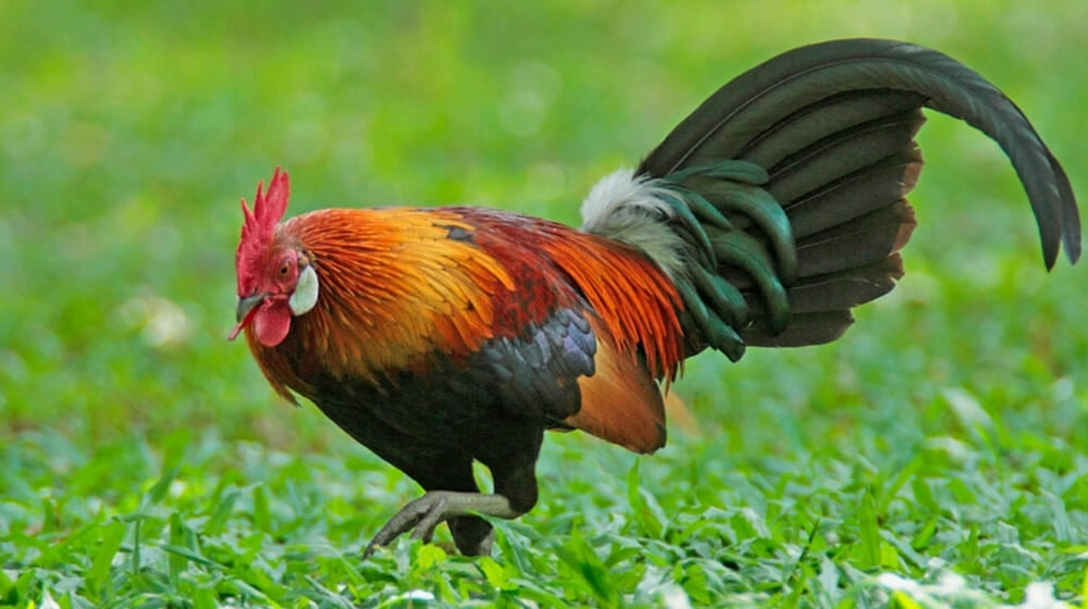 Nhận biết gà có đòn lối thông hẳn