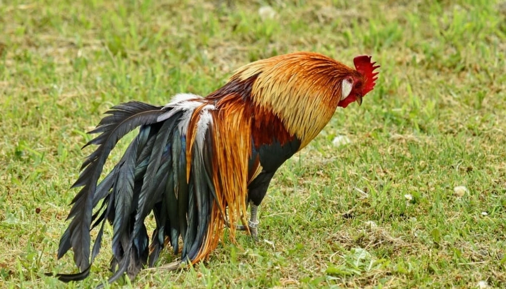 Nhìn tướng đoán lối gà đá vỉa